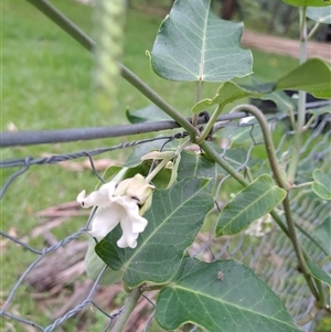 Araujia sericifera at Marshall Mount, NSW - 23 Mar 2025 12:13 PM