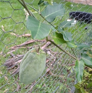 Araujia sericifera at Marshall Mount, NSW - 23 Mar 2025 12:13 PM