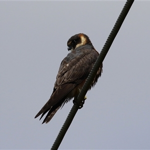 Falco longipennis at Symonston, ACT - Yesterday by RodDeb