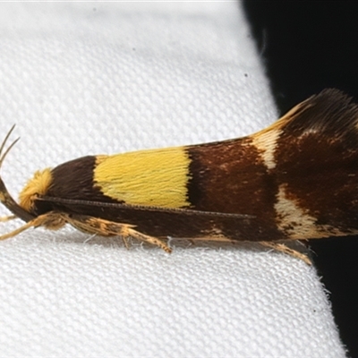 Enchronista proximella (A Concealer moth) at Bulli, NSW - 22 Mar 2025 by jb2602