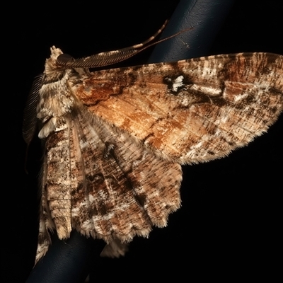 Cleora illustraria (A Geometer moth) at Bulli, NSW - 22 Mar 2025 by jb2602