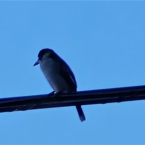 Cracticus torquatus at Narrabundah, ACT - Yesterday by Mike