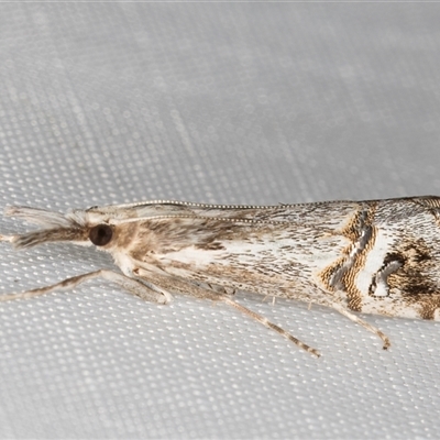 Hednota longipalpella (Pasture Webworm) at Melba, ACT - 20 Mar 2025 by kasiaaus