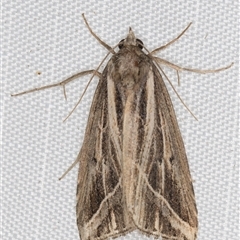 Lophotoma diagrapha (Double-line Snout Moth) at Melba, ACT - 20 Mar 2025 by kasiaaus