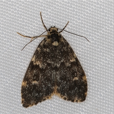 Halone coryphoea (Eastern Halone moth) at Melba, ACT - 20 Mar 2025 by kasiaaus