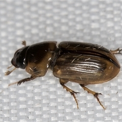 Labarrus cincticulus at suppressed - 20 Mar 2025 10:38 PM