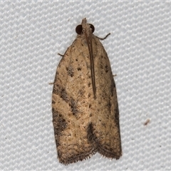 Meritastis laganodes (A Tortrix moth) at Melba, ACT - 20 Mar 2025 by kasiaaus