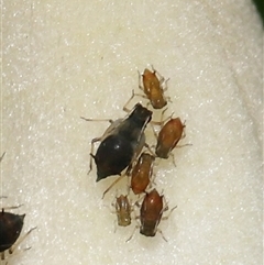 Toxoptera citricida at Acton, ACT - 23 Mar 2025 12:51 PM
