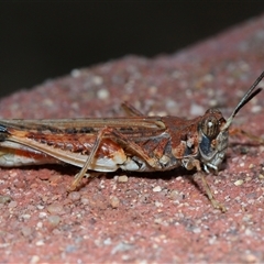 Urnisa guttulosa (Common Urnisa) at Acton, ACT - 23 Mar 2025 by TimL