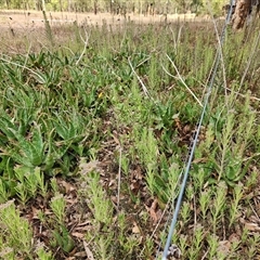 Bryophyllum delagoense at Keinbah, NSW - 3 Jan 2025 03:54 PM