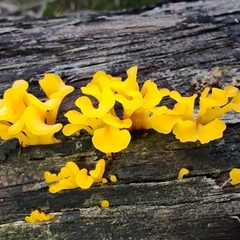 Dacryopinax spathularia (Dacryopinax spathularia) at Mogo, NSW - 23 Mar 2025 by LyndalT