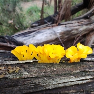 Dacryopinax spathularia at Mogo, NSW - 23 Mar 2025 01:42 PM
