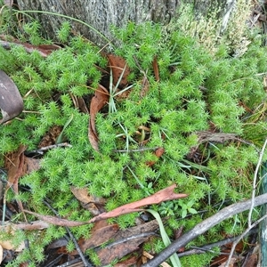 Unidentified Other Wildflower or Herb at Glen Allen, NSW - Yesterday by mahargiani