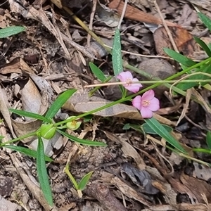 Unidentified Other Wildflower or Herb by MazzV