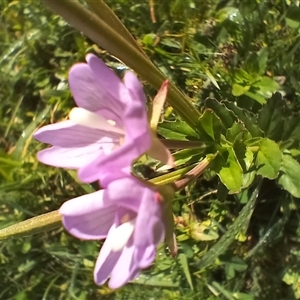 Epilobium sp. at Steeple Flat, NSW - Yesterday by mahargiani