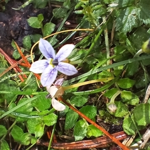 Isotoma fluviatilis subsp. australis at Steeple Flat, NSW - Yesterday by mahargiani