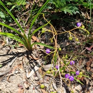 Dianella caerulea by MazzV