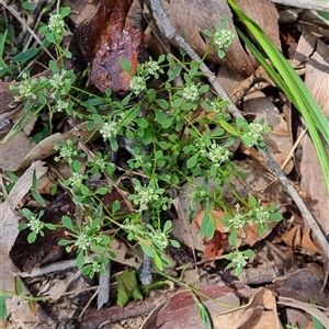 Unidentified Other Wildflower or Herb by MazzV