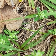 Poranthera microphylla at Copmanhurst, NSW - suppressed