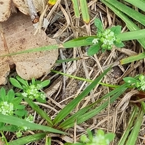 Poranthera microphylla at Copmanhurst, NSW - suppressed