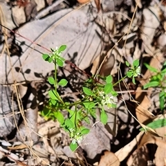 Poranthera microphylla at Copmanhurst, NSW - suppressed