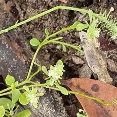 Poranthera microphylla at Copmanhurst, NSW - suppressed