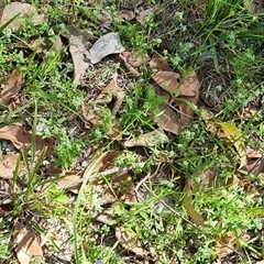 Poranthera microphylla at Copmanhurst, NSW - suppressed
