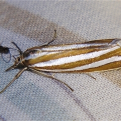 Hednota bivittella (A Crambid moth (Crambinae) at Bolivia, NSW - 25 Jan 2007 by PJH123