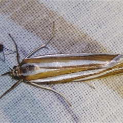 Hednota bivittella at Bolivia, NSW - suppressed