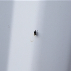 Diptera (order) at Lyons, ACT - 24 Mar 2025 08:02 AM