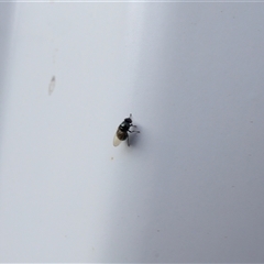 Diptera (order) at Lyons, ACT - 24 Mar 2025 08:02 AM