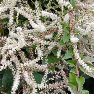 Anredera cordifolia at Kiama, NSW - 24 Mar 2025 09:51 AM