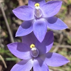 Thelymitra alpina at Brindabella, NSW - suppressed