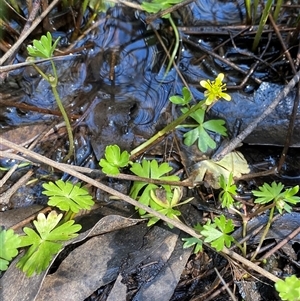 Ranunculus amphitrichus (Small River Buttercup) at Uriarra, NSW - 26 Oct 2024 by Tapirlord