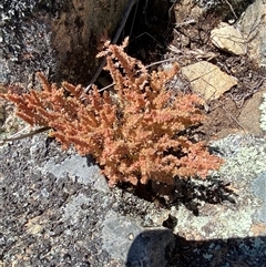 Crassula sieberiana at Uriarra, NSW - 26 Oct 2024 11:08 AM