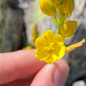 Bulbine glauca (Rock Lily) at Uriarra, NSW - 26 Oct 2024 by Tapirlord