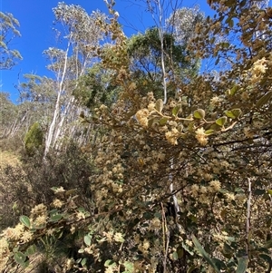 Pomaderris eriocephala at Uriarra Village, ACT - 26 Oct 2024 09:59 AM