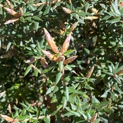 Acrotriche leucocarpa (Tall Acrotriche) at Uriarra Village, ACT - 26 Oct 2024 by Tapirlord