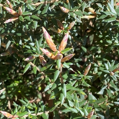 Acrotriche leucocarpa (Tall Acrotriche) at Uriarra Village, ACT - 26 Oct 2024 by Tapirlord