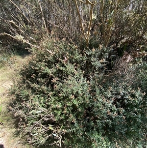 Acrotriche leucocarpa at Uriarra Village, ACT - 26 Oct 2024 09:58 AM