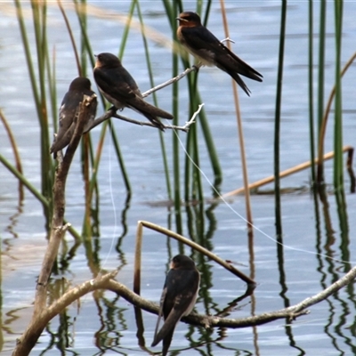 Hirundo neoxena (Welcome Swallow) at Belconnen, ACT - 4 Dec 2014 by Jennybach