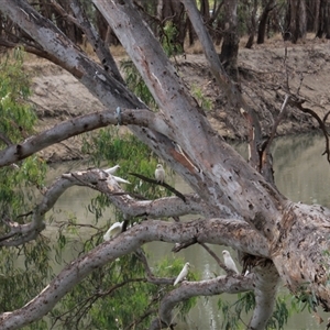 Cacatua sanguinea at Balranald, NSW - 22 Dec 2014 01:55 PM