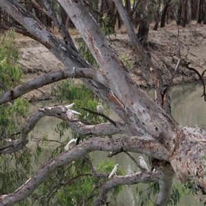 Unidentified Parrot at Balranald, NSW - 22 Dec 2014 by Jennybach