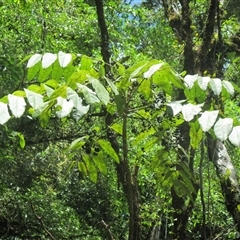 Polyscias australiana at Syndicate, QLD - 27 Jan 2015 12:27 PM