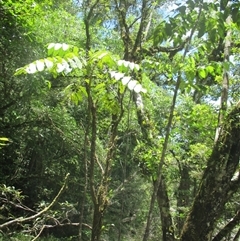 Polyscias australiana at Syndicate, QLD - 27 Jan 2015 12:27 PM