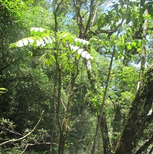 Polyscias australiana at Syndicate, QLD - 27 Jan 2015 12:27 PM