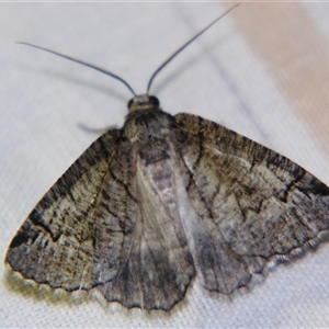 Austroterpna ideographa (A Geometrid moth (Pseudoterprini) by PJH123