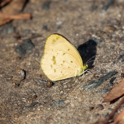 Eurema sp. (Genus) (Grass Yellow Butterflies) at Higgins, ACT - Yesterday by AlisonMilton