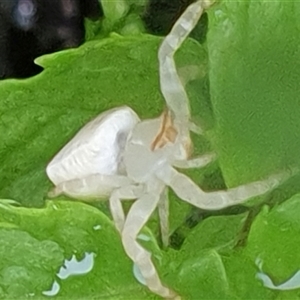 Thomisidae (family) at Copmanhurst, NSW - suppressed