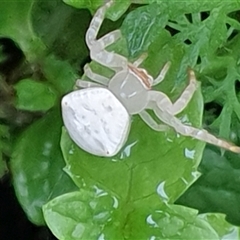 Thomisidae (family) at Copmanhurst, NSW - suppressed